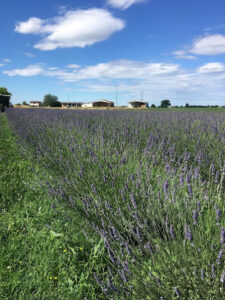 Azienda Agricola LavandaVera