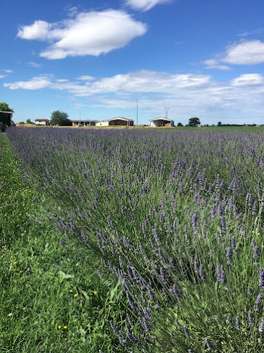 Azienda Agricola LavandaVera