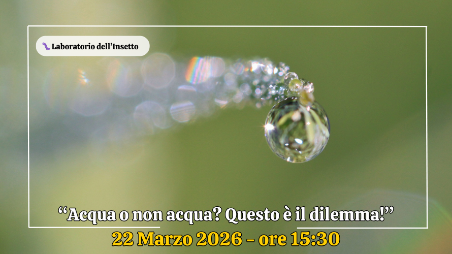 Acqua o non acqua? Questo è il dilemma!